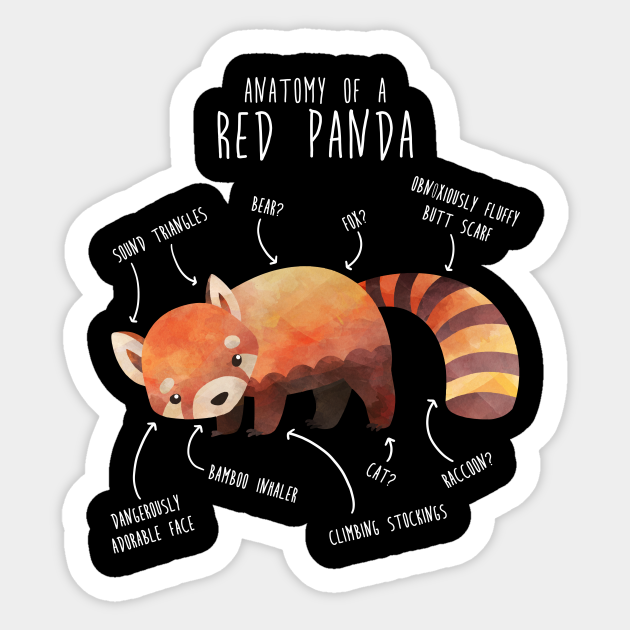 Red Panda Animal Anatomy - Red Panda - Sticker | TeePublic